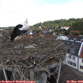 12_20-nest.jpg