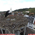 12_25-nest.jpg