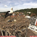 12_30-nest.jpg