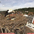 12_35-nest.jpg
