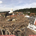 12_40-nest.jpg