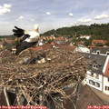 12_45-nest.jpg