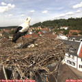 12_50-nest.jpg