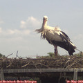 12_55-mast.jpg