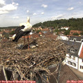 12_55-nest.jpg