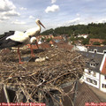 13_00-nest.jpg