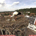 13_05-nest.jpg