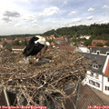13_10-nest.jpg