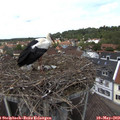 13_15-nest.jpg