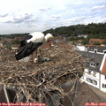 13_25-nest.jpg