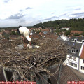 13_40-nest.jpg