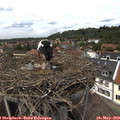 13_45-nest.jpg