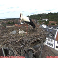 13_50-nest.jpg
