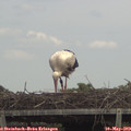 13_55-mast.jpg