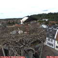 13_55-nest.jpg
