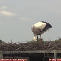 14_00-mast.jpg