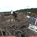 14_00-nest.jpg