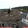 14_05-nest.jpg