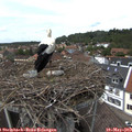 14_10-nest.jpg