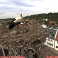 14_15-nest.jpg