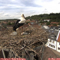 14_20-nest.jpg