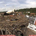 14_25-nest.jpg