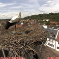 14_30-nest.jpg