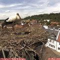 14_35-nest.jpg