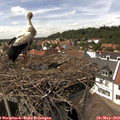 14_40-nest.jpg