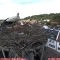 14_45-nest.jpg