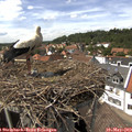 14_50-nest.jpg