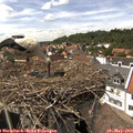 14_55-nest.jpg