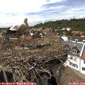 15_15-nest.jpg