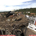 15_20-nest.jpg