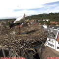 15_25-nest.jpg