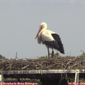 15_30-mast.jpg
