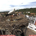 15_30-nest.jpg