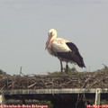 15_35-mast.jpg
