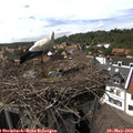 15_35-nest.jpg