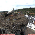 15_40-nest.jpg