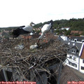 15_45-nest.jpg