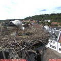 15_50-nest.jpg