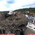 15_55-nest.jpg