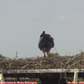 16_00-mast.jpg