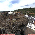 16_00-nest.jpg