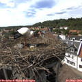 16_05-nest.jpg
