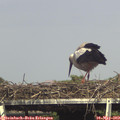 16_10-mast.jpg