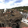 16_10-nest.jpg