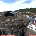 16_15-nest.jpg