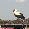 16_20-mast.jpg